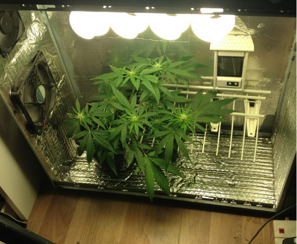 Worldwide Indoor Marijuana Grow Guide The Best And Easy