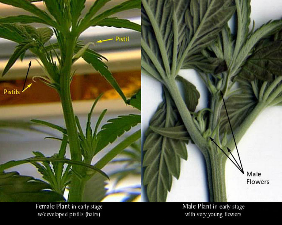 Grow Weed 420 Cannabis Bible